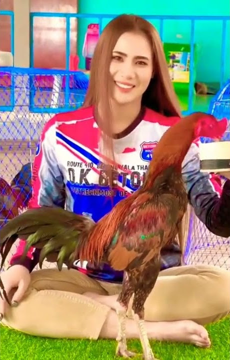 Ayam Laga Thailand