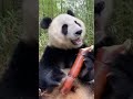 I Tried To Feed This WILD Panda... WHAT HAPPENED NEXT SHOCKED ME! 😱