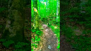 💁‍♀️🐿️nature#🌳🍃travel#animallovers#Giessbachfälle#wildlife#wanderlust#brienz #beautifulday🫶💕