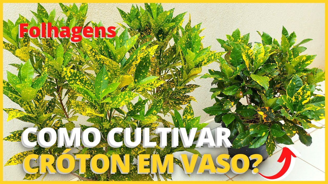 COMO CULTIVAR CRÓTON EM VASOS? | Dicas para ter CRÓTONS sempre lindos, coloridos e saudáveis 🪴