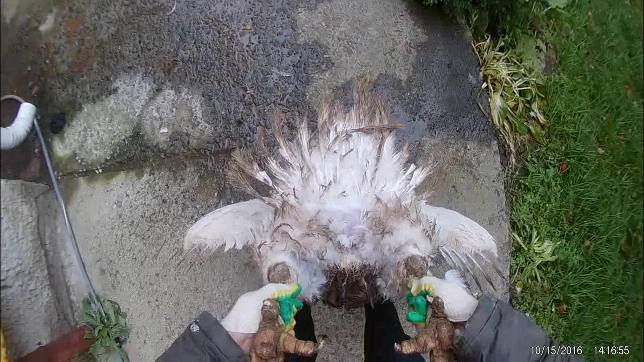 Ощипывание пернатой дичи. Как заколоть индюка. Как заколоть индюка. Как заколоть индюка. Как заколоть индюка.