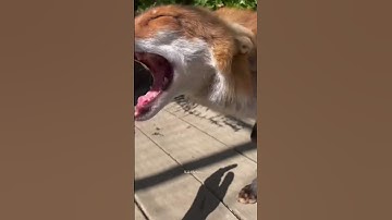 Thumbnail of Happy Fox! 🦊 Sound on! 🔊
