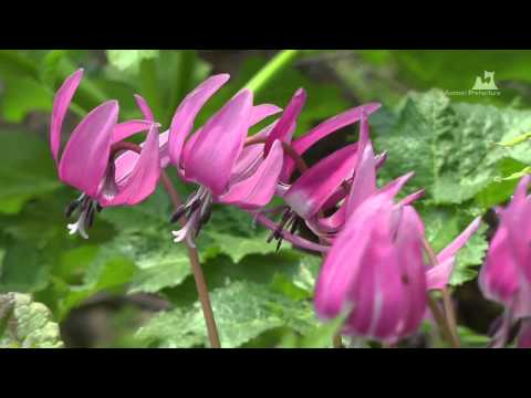 浅虫温泉・湯ノ島カタクリ - カタクリの花 - 0409A