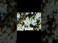 Observation of cacao powder under microscope #microscope #science #chocolate