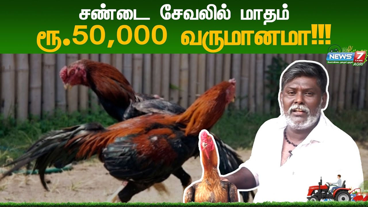 வத்தலக்குண்டில் நாட்டு சண்டை சேவல் வளர்ப்பு முறை | Chicken Farm | Cattle Farming | News7 Tamil AGRI