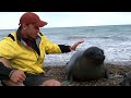 Face-to-face with an elephant seal pup in Patagonia (Part 2)