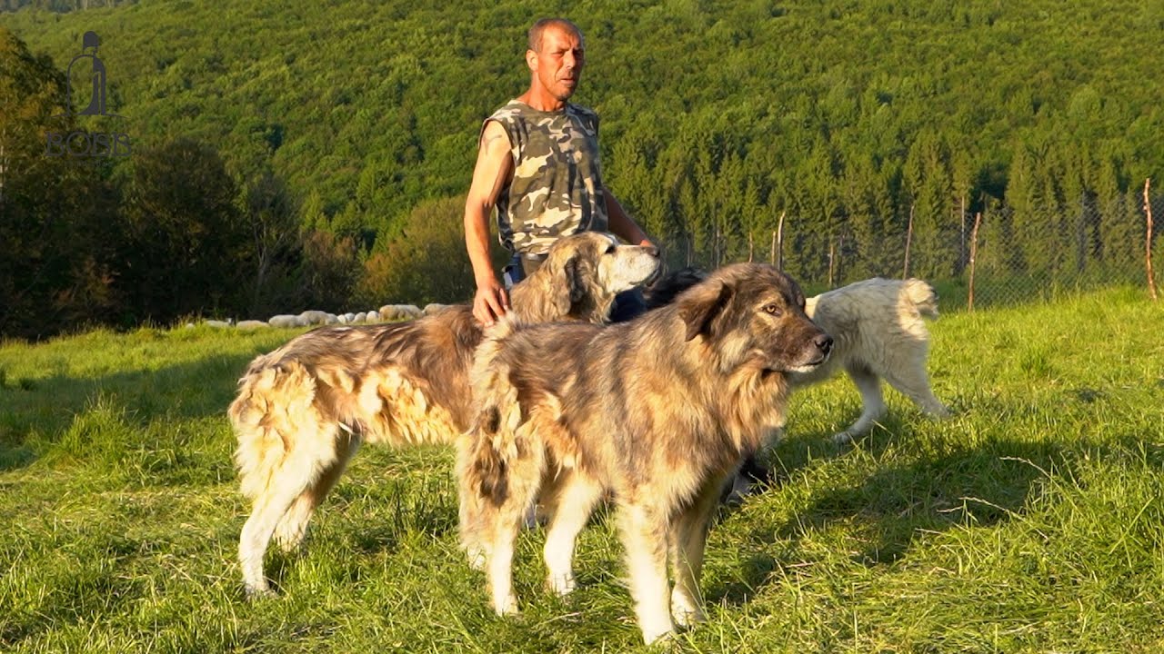Câini CARPATINI și 300 de oi la stâna lui badea Petrea | Ce s-a întâmplat cu badea Petrea?