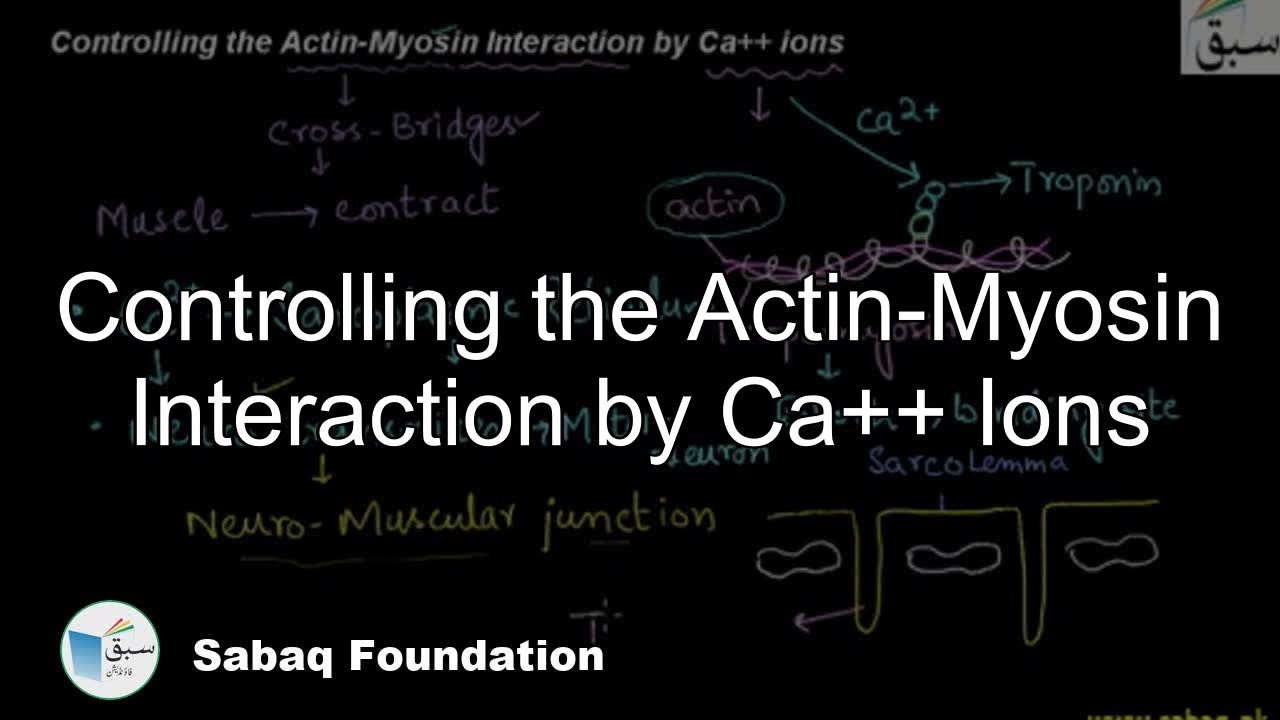 Controlling the Actin-Myosin Interaction by Ca++ ions, Biology Lecture | Sabaq.pk