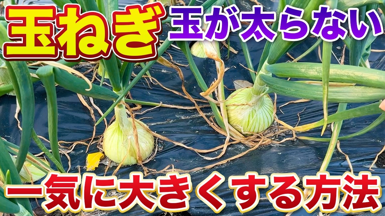 【玉ねぎ栽培】小さな玉ねぎを一気に大きくするには○○をしてください！今年の原因はコレです！