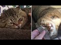 Rescue Scared and Sad Abandoned Cat who Hisses at the Foster Mom