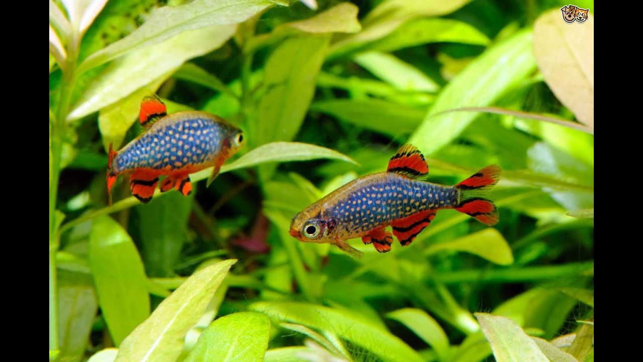 small freshwater aquarium fish