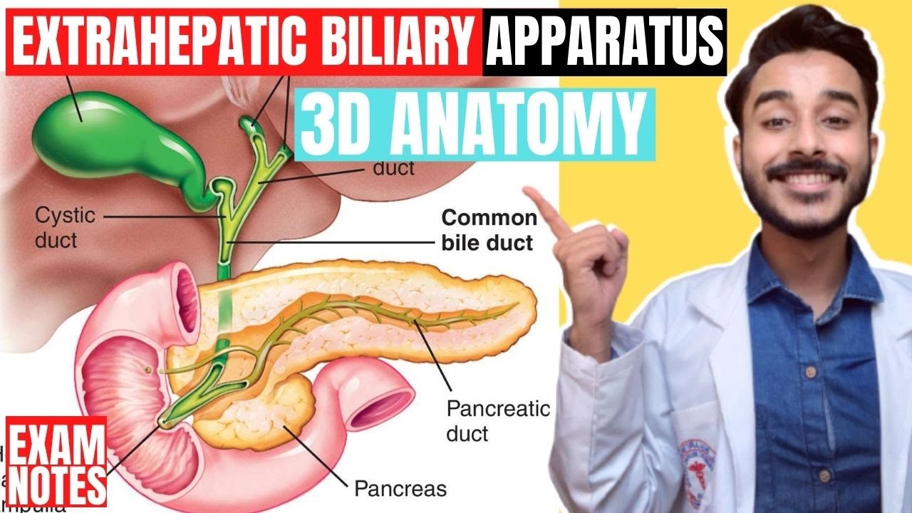 extrahepatic biliary apparatus anatomy 3d | anatomy of extra hepatic biliary apparatus anatomy