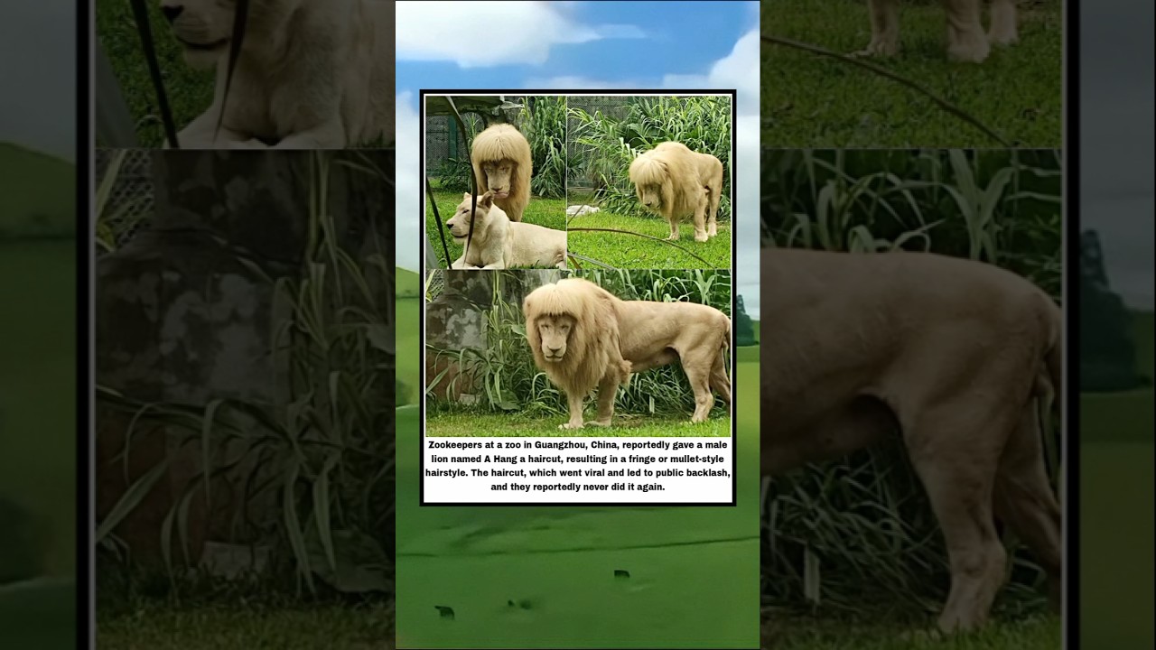 Chinese Zoo Keeper Gave A Lion Haircut With Bangs 