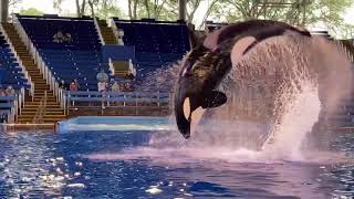 Orca Encounter (Live streamed Husb-One Big World) May 1, 2021 - SeaWorld San Antonio