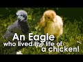 What happened to an eagle who lived with chickens!?| Motivational short story