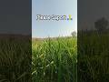 Natural #shorts #ytshorts #trinding #viral #nature