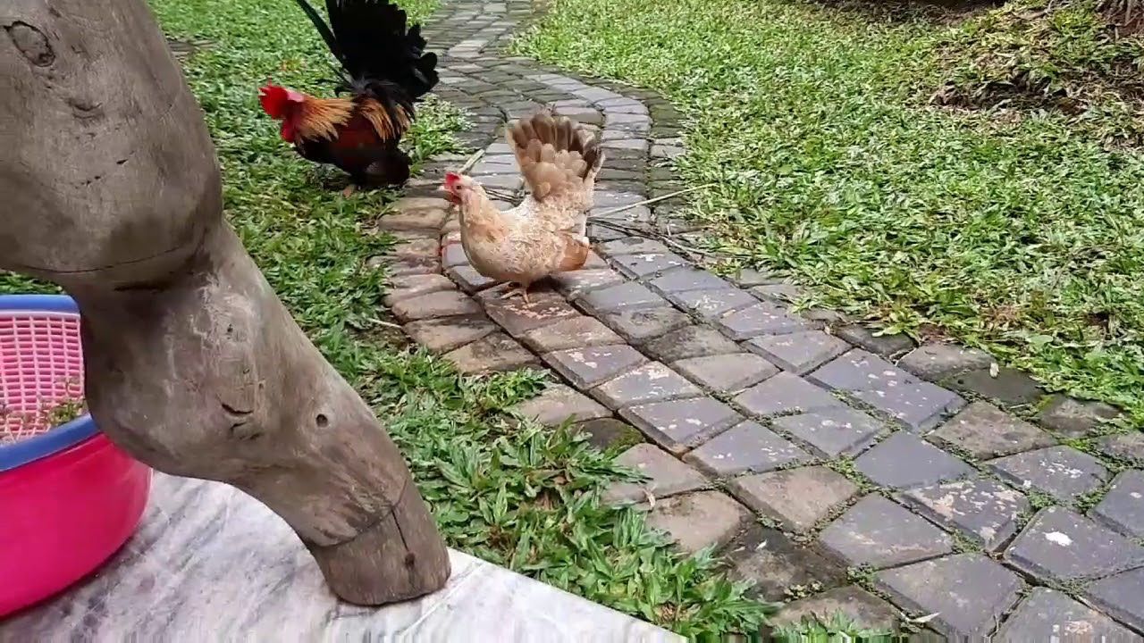 Cara Ayam Kate Jantan Memikat Ayam Kate Betina.!! 