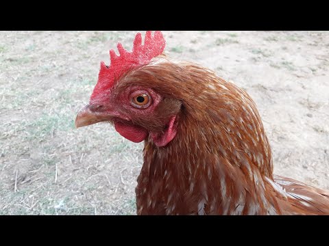 كمية الاكل اللازمة للدجاجة الواحدة و متى تقدم و كيف تقدم