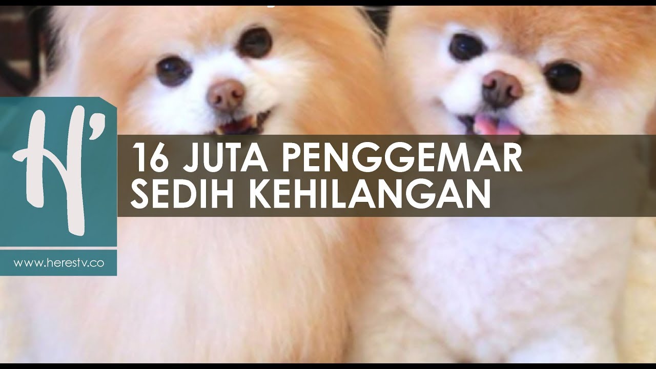 Akhir Kisah Boo Anjing Terlucu Di Dunia Youtube