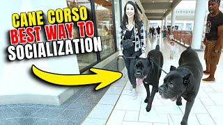 How To Socialize Your Cane Corso #canecorso #dog #dogtraining