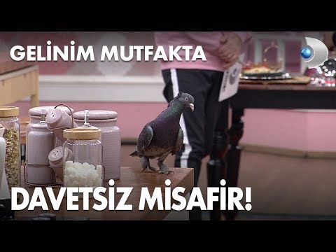 Mutfağın davetsiz misafiri! Gelinim Mutfakta 479. Bölüm