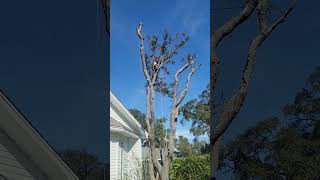 Celebrity Span rigging is rad #trees #treeclimbing #rigging #arborist #treeservice Profile