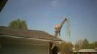 Willow Tree Timelapse