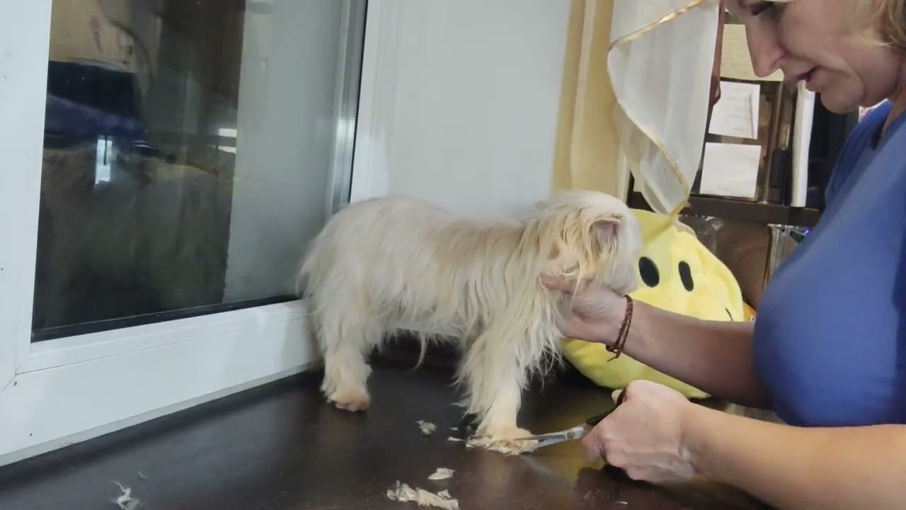 Белый Йорк 🔥 Мальчик Имбирь в поиске семьи 🥰 Продажа доставка по миру+79788972514