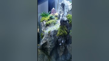 Tiểu cảnh bán cạn Tịnh Tâm #nhacphimtayduky