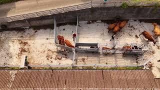 Stockmanship - Tiere sortieren mit der BudBox