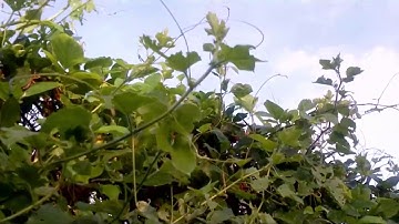 Dây chùm bao -  lạc tiên  - Chữa mất ngủ - Nhận dạng cây thuốc