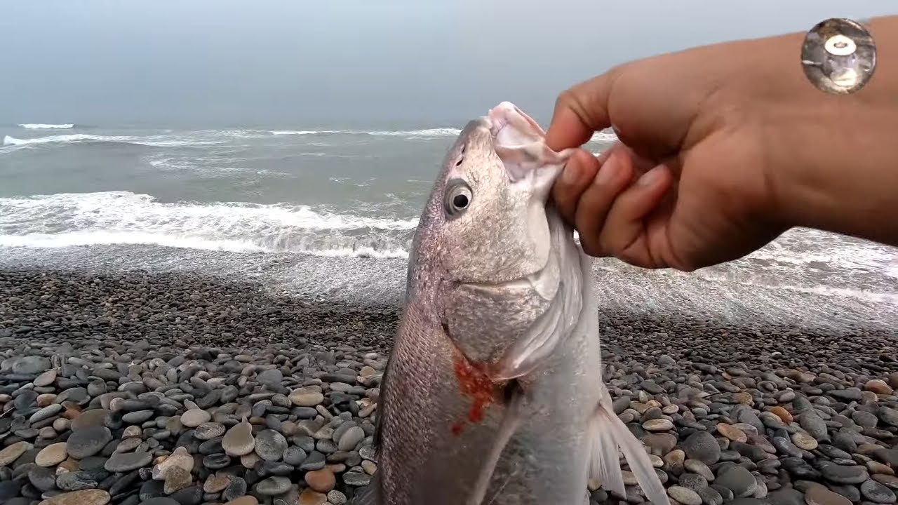 Buena pesca en las piedras con carnada. Fishing with bait. YouTube