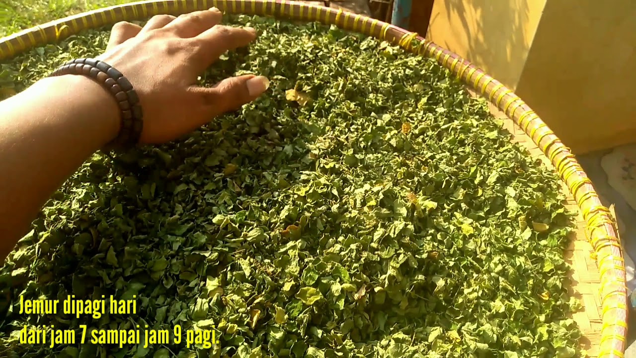 MEMBUAT TEH KELOR (MORINGA TEA) 