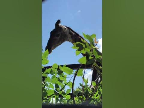 Мелман - YouTube