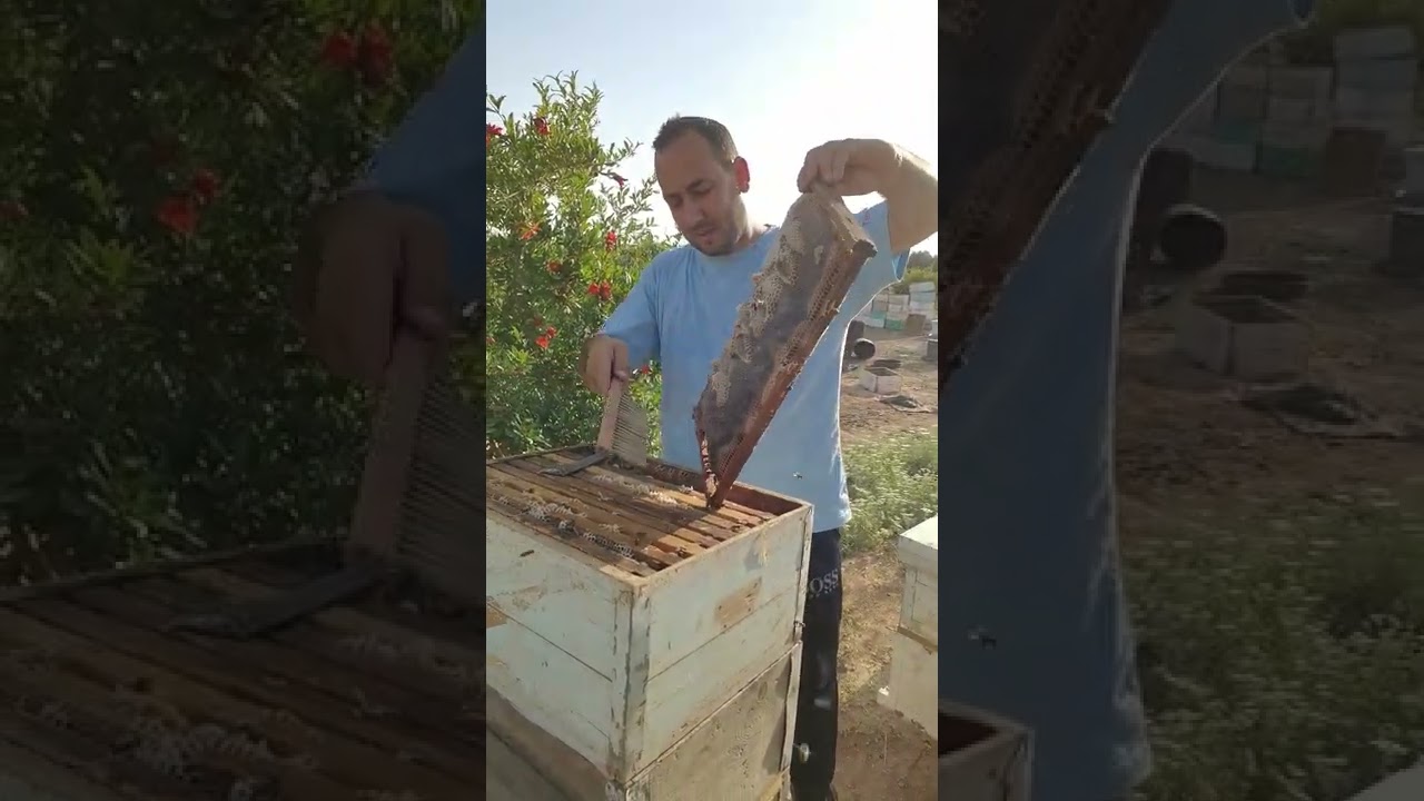 #كارنيكا Karenika the wink جميل جدا 🐝🐝🐝🐝🍯🍯🍯🍯🍯🍯