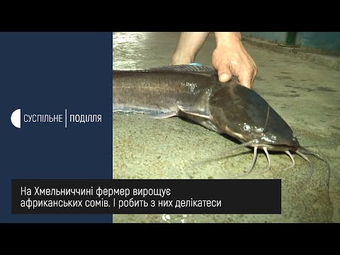 Рекомендації щодо кількості та частоти годівлі