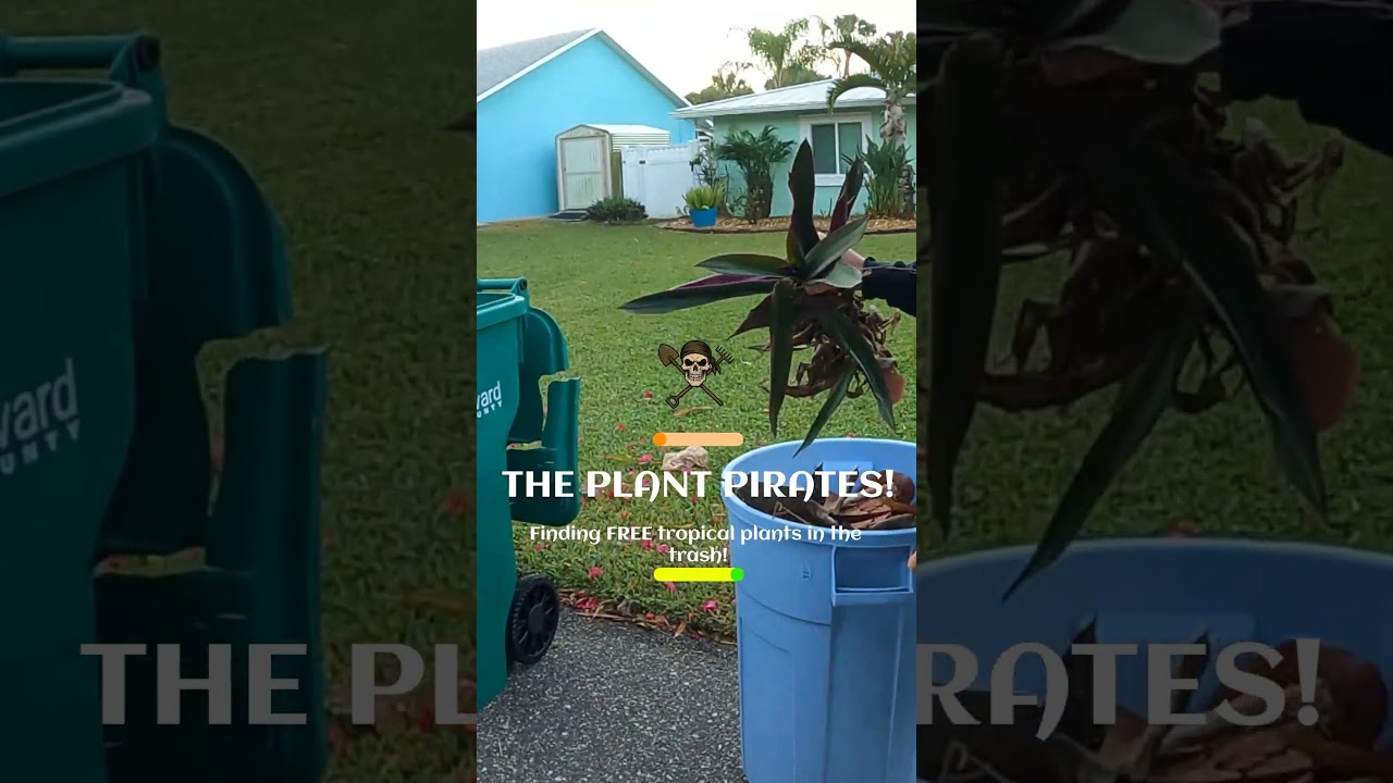 We found a free discarded tropical Moses-in-the-cradle Oyster Plant in the trash!