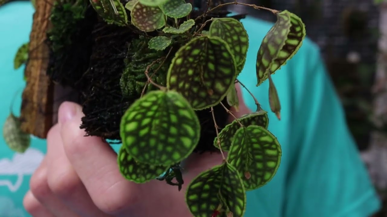 Top 3 Lepanthes species for beginners, November 6, 2025