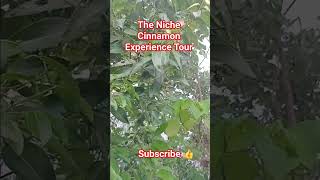 The Niche Cinnamon Experience #cinnamon #travel