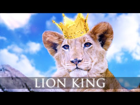 elektronomia---lion-king-(ft.-caroline)