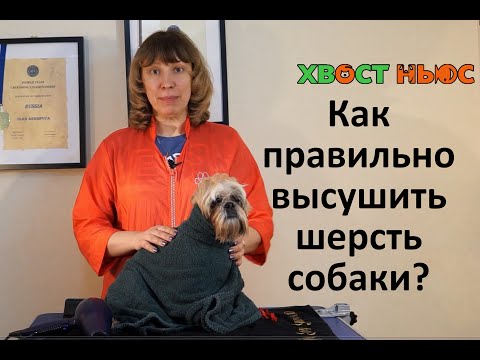 Как правильно сушить собаку?