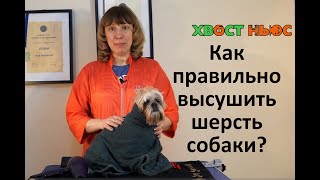 Как правильно сушить собаку?