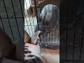 Clyde protecting his treat from Bonnie! #bun #bunny #rabbit #Bonnie #Clyde #TheBunNest #Shorts