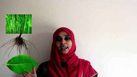 CBSE Class 10 | How do Organisms Reproduce | Vegetative Propagation