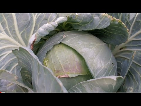 Video: Ano Ang Pangalan Ng Caribbean Cabbage