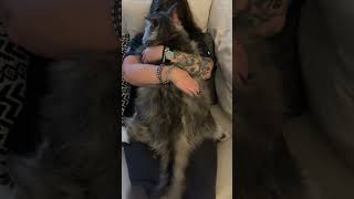 Snuggles with Biggie the 30 pound Maine Coon #cat  #mainecoon #luxurypet