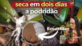 🛑MISTURINHA MÁGICA PARA PODRIDÃO MOLE✅️
