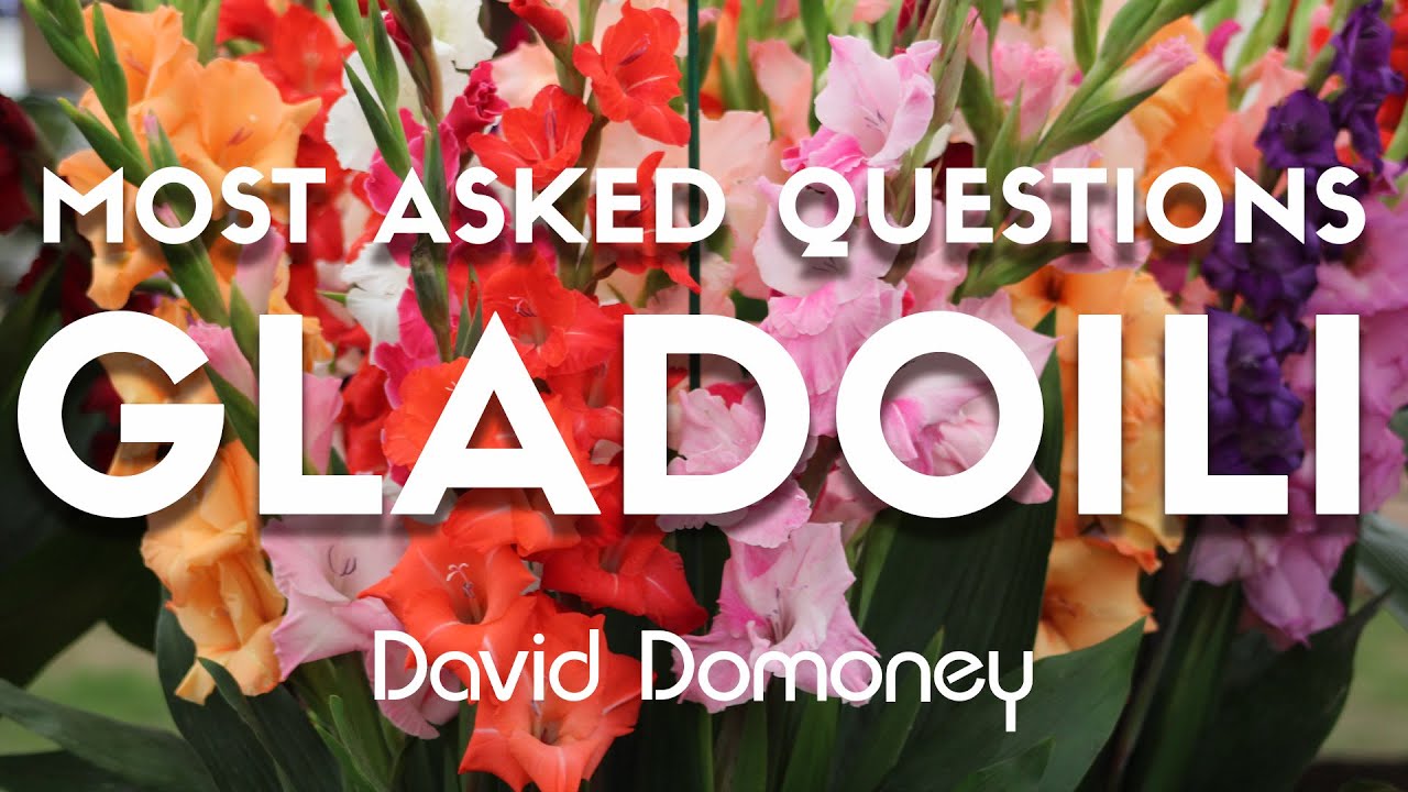 The Ultimate Guide to Growing Gladioli Successfully