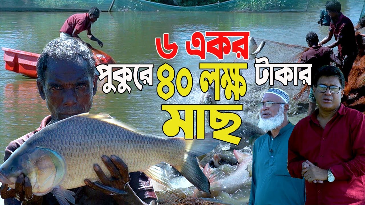 ৬ একর পুকুরের মাছ । অকল্পনীয় সফল্য প্রবীণ উদ্যোক্তা