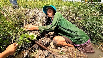 Cao Thủ Bắt Cá Mùa Khô Trúng Ổ Cá Lóc Cá Rô Thấy Ham P.1/Catch The Fish/NGÃ NĂM TV